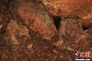 姻缘合盘江西发现蜘蛛新物种 为研究呵叻蛛属适应区域提供依据